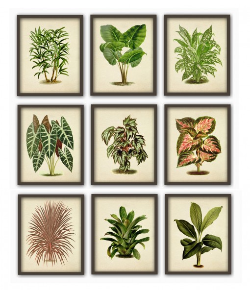 Plant Print Set of 9,  ...