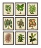 Plant Print Set of 9,  Botanical Illustrations Art-70