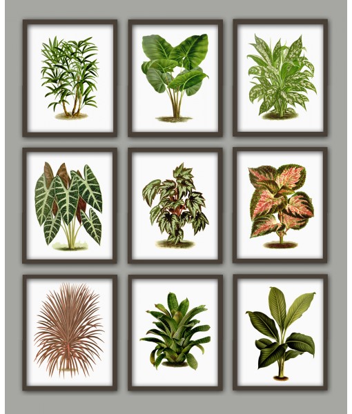 Plant Print Set of 9,  Botanical Illustrations Art-70