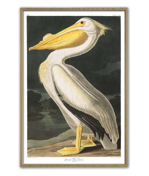 White Pelican Print - American Birds - Audubon Illustration Print Art-700(1)