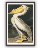 White Pelican Print - American Birds - Audubon Illustration Print Art-700(1)