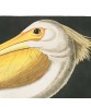 White Pelican Print - American Birds - Audubon Illustration Print Art-700(1)