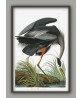 Great Blue Heron Print - Art-700(2)