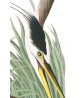 Great Blue Heron Print - Art-700(2)