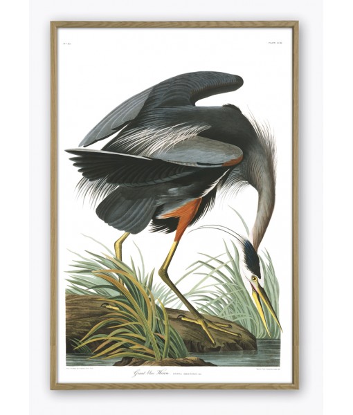 Great Blue Heron Print - Art-700(2)