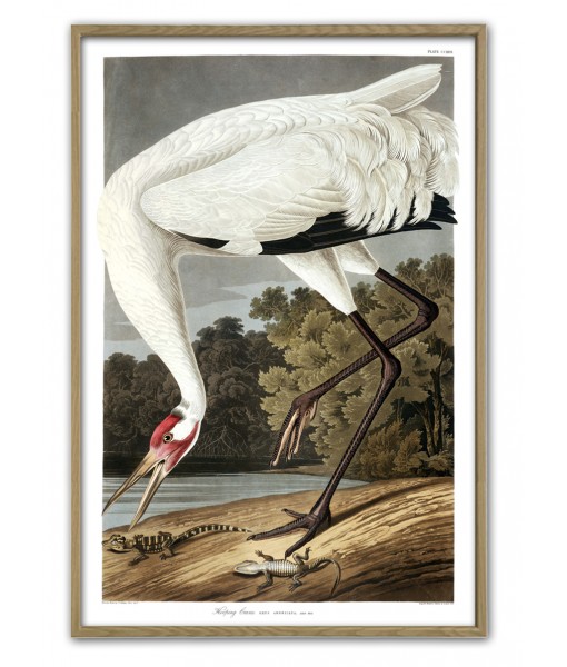 Hooping Crane Print - Atr-700(3)