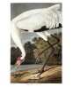 Hooping Crane Print - Atr-700(3)