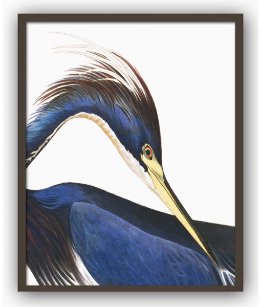 Blue Heron Print - American Birds - Audubon Illustration Print Art-700(4)