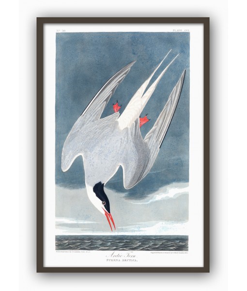 Seagull Print - American Birds - Audubon Illustration Print Art-700(7)