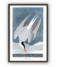 Seagull Print - American Birds - Audubon Illustration Print Art-700(7)