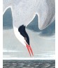 Seagull Print - American Birds - Audubon Illustration Print Art-700(7)