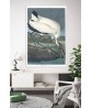 Wood Ibis Print - American Birds - Audubon Illustration Print Art-700(8)