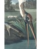 Wood Ibis Print - American Birds - Audubon Illustration Print Art-700(8)