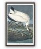 Wood Ibis Print - American Birds - Audubon Illustration Print Art-700(8)