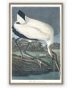 Wood Ibis Print - American Birds - Audubon Illustration Print Art-700(8)