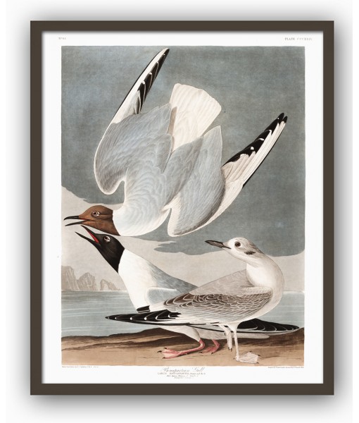Bonapartian Gull Print - American Birds - Audubon Illustration Print Art-700(9)