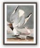 Bonapartian Gull Print - American Birds - Audubon Illustration Print Art-700(9)