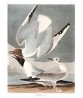 Bonapartian Gull Print - American Birds - Audubon Illustration Print Art-700(9)