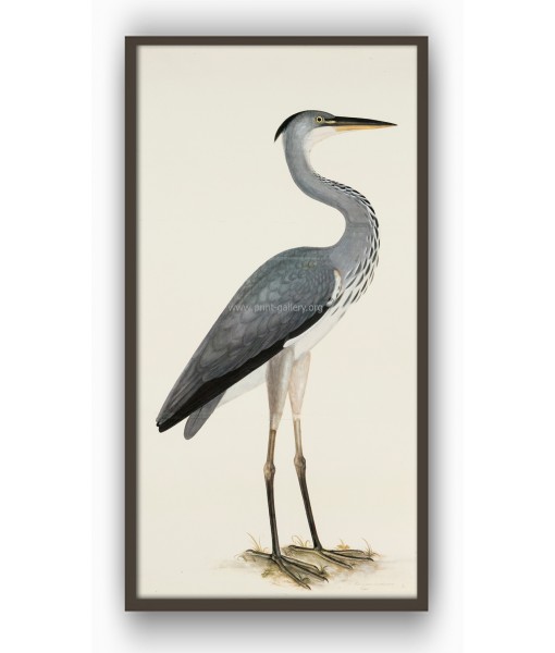 Grey Heron - Birds Print - ...
