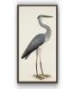 Grey Heron - Birds Print - Large Wall Decor - Art-719-1