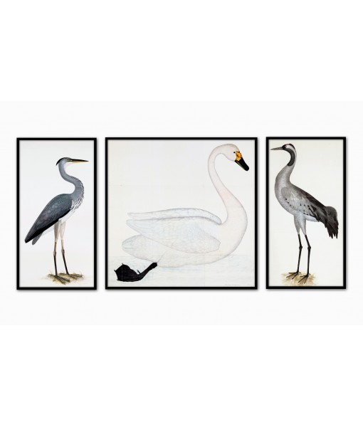 Birds Print Set of 3, Swan ...