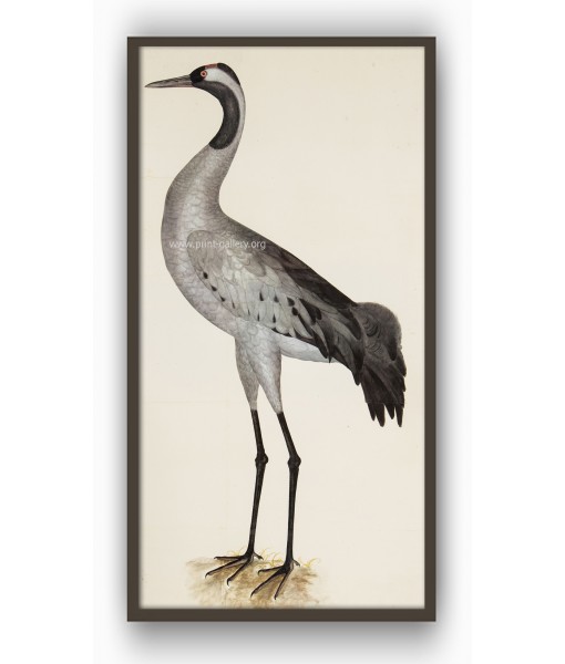 Grey Heron - Birds Print - ...