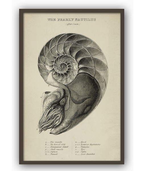 The Pearly Nautilus - Art-722