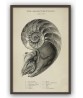 The Pearly Nautilus - Art-722