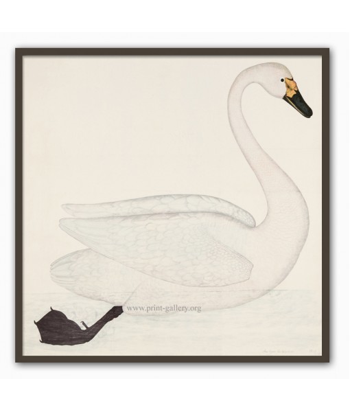 Swan Bird - Vintage Illustration Print - Art-729