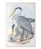 Australian Crane - Vintage Illustration Print Art -743-1