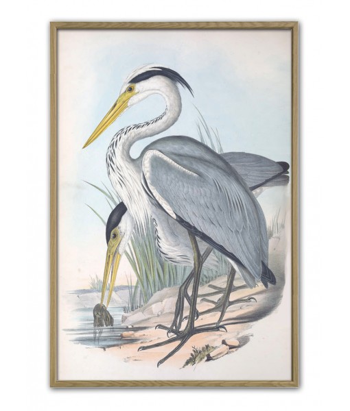 Australian Crane - Vintage Illustration Print ...