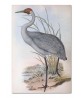 Australian Heron - Vintage Illustration Print Art -743-13