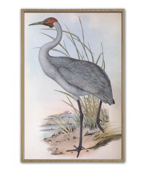 Australian Heron - Vintage Illustration Print ...