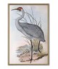 Australian Heron - Vintage Illustration Print Art -743-13