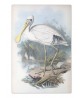 Yellow-legged Spoonbill - Vintage Illustration Print Art -743-14