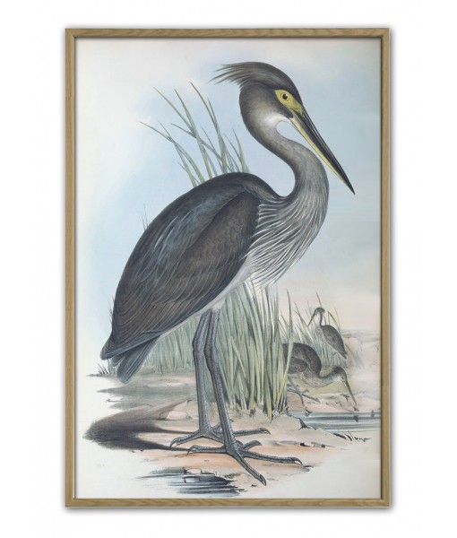 Great-billed Heron - Vintage Illustration Print ...