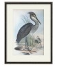 Great-billed Heron - Vintage Illustration Print Art -743-17