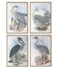 Birds Print Set of 4, Antique Illustrations,  Art-743-set-4