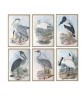Birds Print Set of 6, Antique Illustrations,  Art-743-set-6