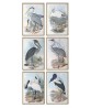 Birds Print Set of 6, Antique Illustrations,  Art-743-set-6
