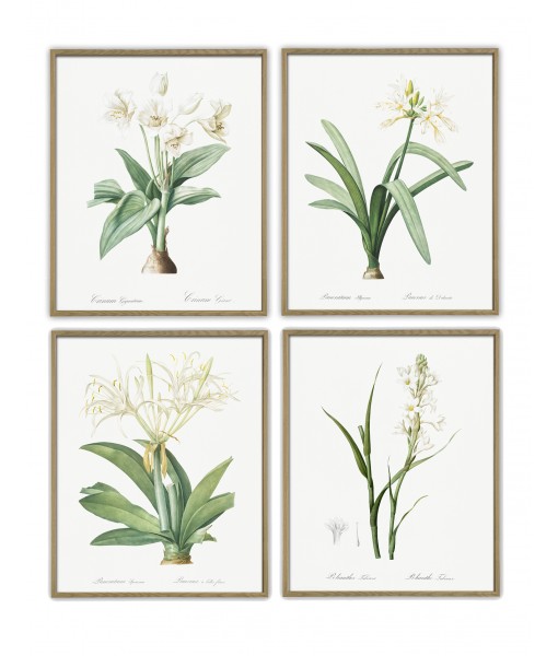 White Flowers Print Set of 4, Botanical Illustrations,  Les liliacees by Pierre Joseph Redoute,  Art-750(5)