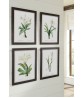 White Flowers Print Set of 4, Botanical Illustrations,  Les liliacees by Pierre Joseph Redoute,  Art-750(5)