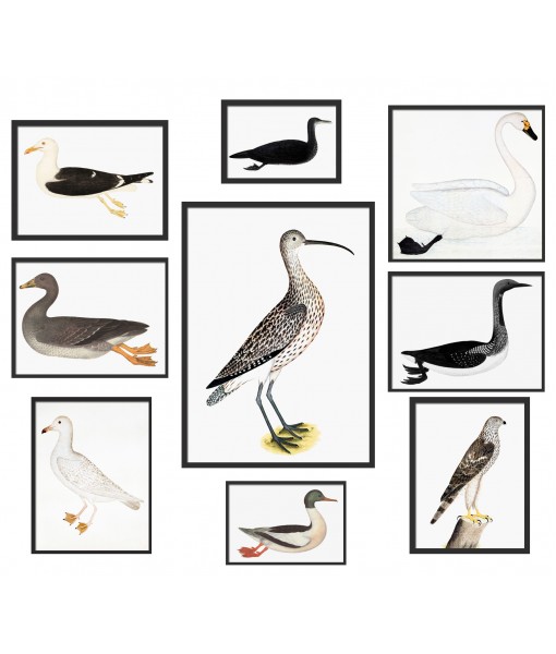 Birds Print Set of 9 – ...
