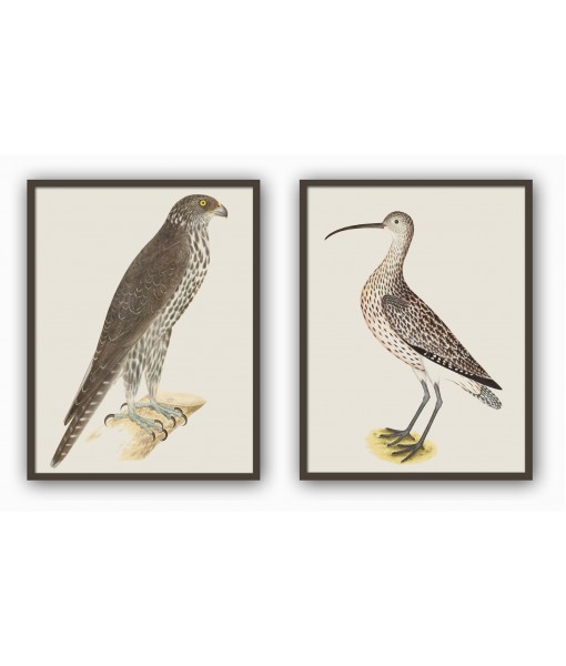 Rudbeck, Olof - Eurasian Curlew and Gyrfalcon- Birds Print Set of 2 - Art-770(set-3)