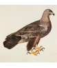 Gold Eagle Bird - Vintage Illustration Print - Art-770-1