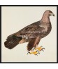 Gold Eagle Bird - Vintage Illustration Print - Art-770-1