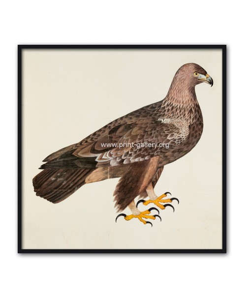 Gold Eagle Bird - Vintage Illustration ...