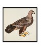 Gold Eagle Bird - Vintage Illustration Print - Art-770-1