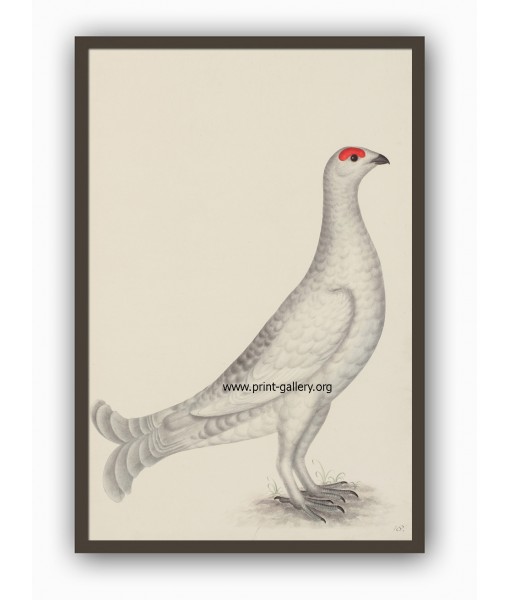 Black Grouse Bird - Vintage Illustration ...