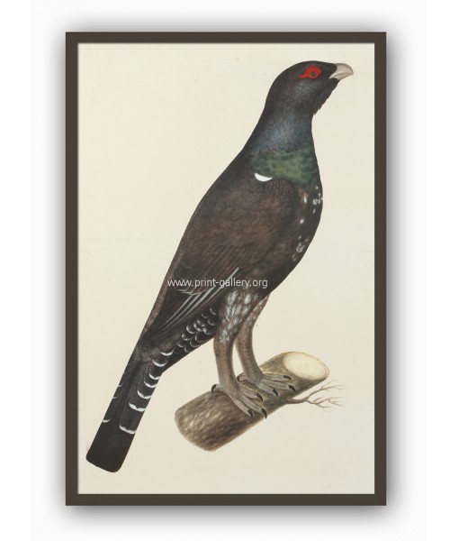 Capercaillie Cock Bird - Vintage Illustration ...